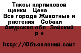 Таксы карликовой щенки › Цена ­ 20 000 - Все города Животные и растения » Собаки   . Амурская обл.,Зейский р-н